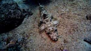 Krokodilfisch