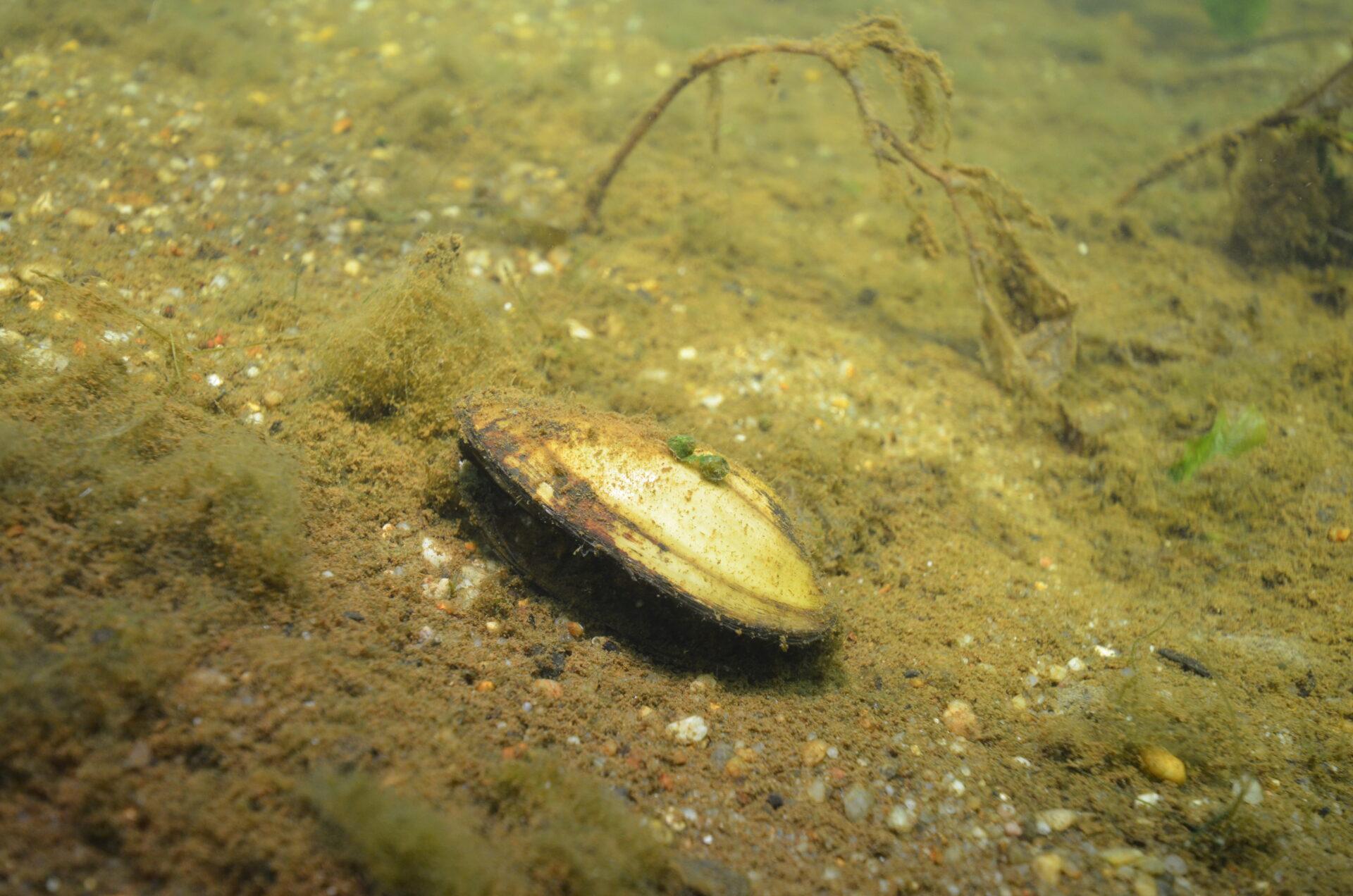 Teichmuschel im Gräbendorfer See