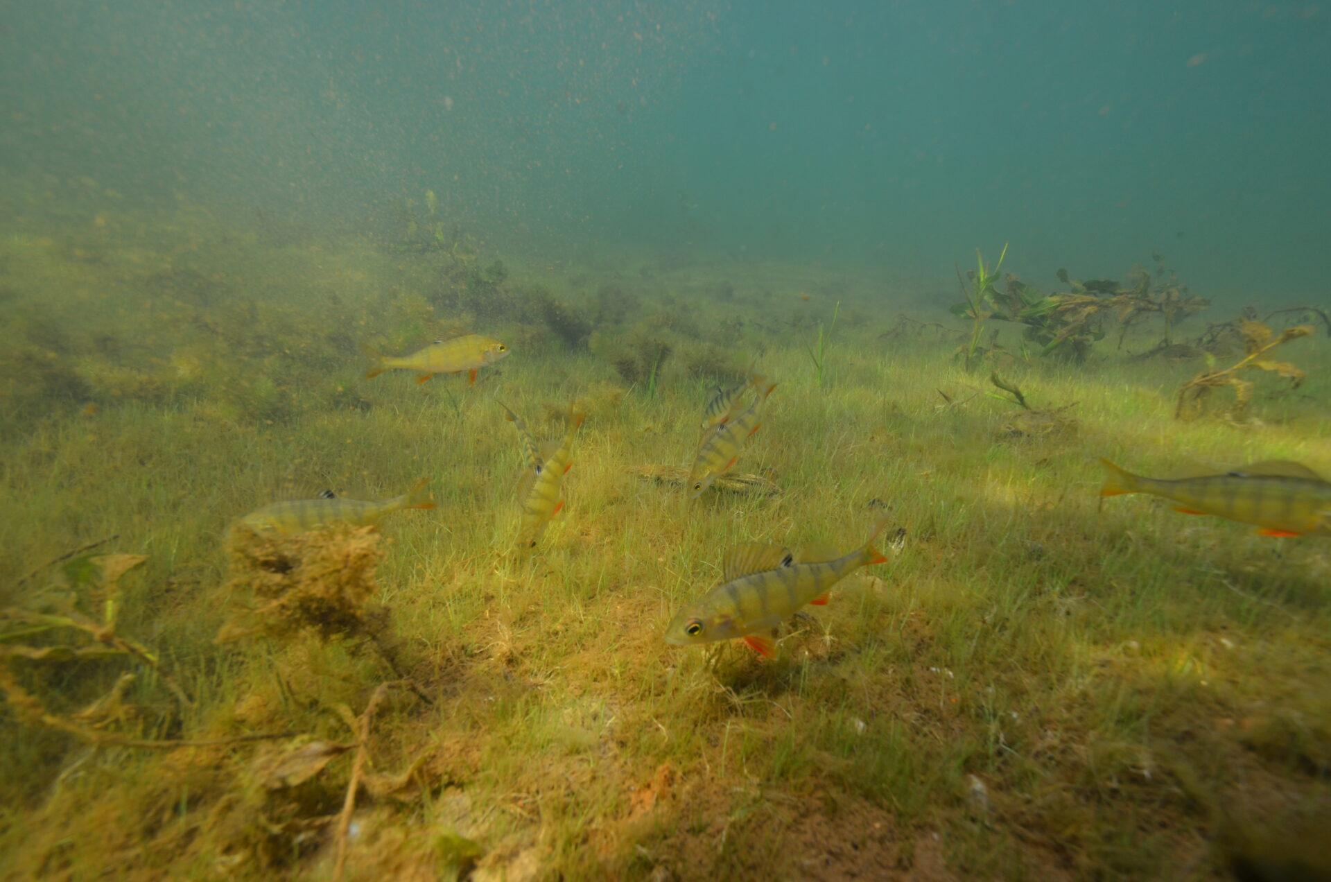 Schwärme von Barschen, Plötzen und Ukeleien tummeln sich im Tauchgebiet am Gräbendorfer See